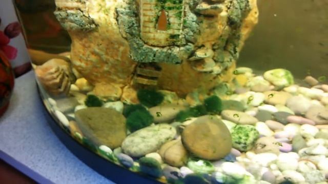 Уход за аквариумом смотреть онлайн