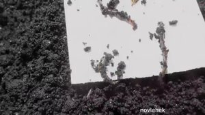 Разведение Дендробены из коконов.  Прошло 8 недель.