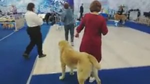 Дар Даршаны Жура. "Снежный бал - Рождественские встречи". Монопородная выставка САО