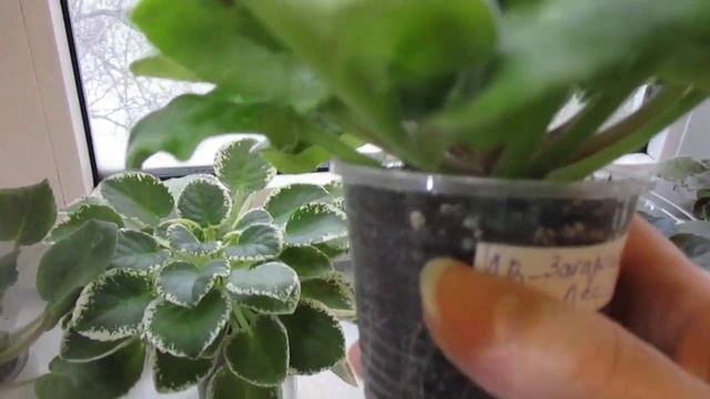 Как поливать фиалки зимой.Несколько советов по уходу за растениями.