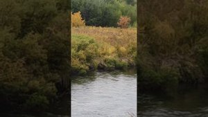 Рыбалка на Камчатке. Увидели медведя!