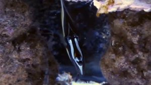 Finding Nemo: The Live Action Remake (Part 17)