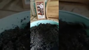 Грибы Вешенки на балконе. Или как найти занятие на лето.