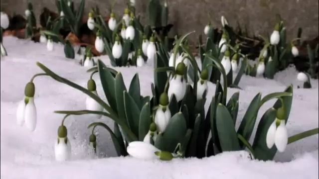 Рапсодия весны. Автор слов- Виталина, автор видео- Т. Морозова смотреть онлайн