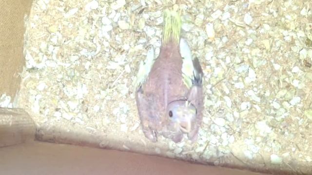 Разведение попугаев видео №6 Основные требования для успешного разведения. смотреть онлайн