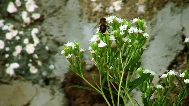 Stevia / Edulcorante natural contra la diabetes смотреть онлайн