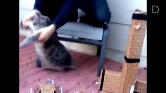 Смешные кошки 2022 | самый смешной тест на умственные способности животных уморительное видео кошек смотреть онлайн