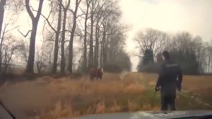 Удивительные случаи с КОРОВАМИ, снятые на видео - смешное видео, приколы, смотреть онлайн