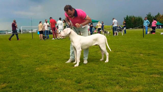 International Dog show Thessaloniki 2017  Diego 10 Months C.A.C.J.- C.A.C.I.B. Champion of Greece