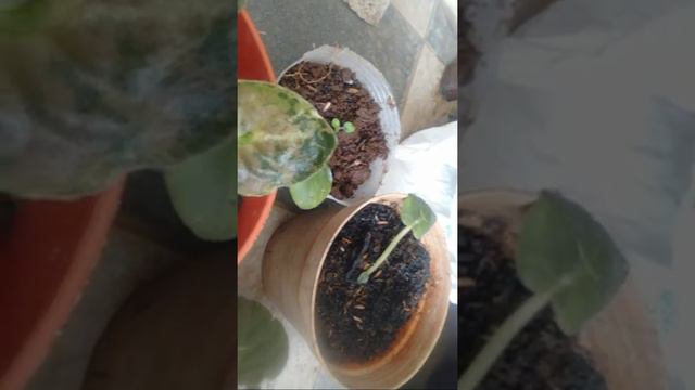 Bunga Violces Tumpuk African Violet смотреть онлайн