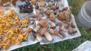 И снова грибы ). Дачная жизнь 2021г. Черусти.