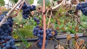 Сорт винограда Зилга после осенних заморозков.