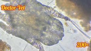 Otodectes cynotis (отодектес) ушной клещ животных
