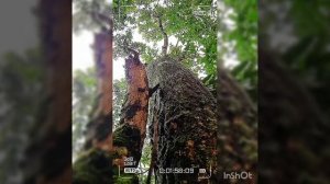 Лето ,зелёный лес, птички поют -Summer, green forest, birds are singing.Сон отдых.