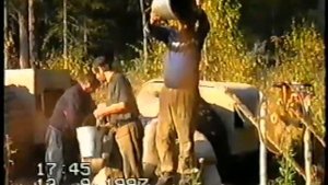 Добыча кедрового ореха    Pinienkern (Кедровый орех)