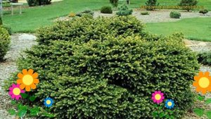 Ель обыкновенная Нидиформис. Краткий обзор, описание характеристик picea abies Nidiformis