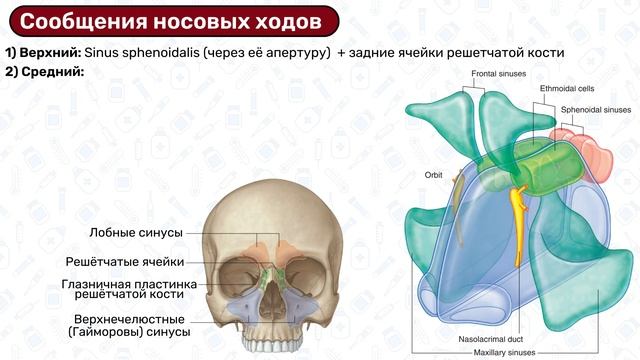 Анатомия носовой полости, анатомия носа: хрящи носа, носовые ходы анатомия