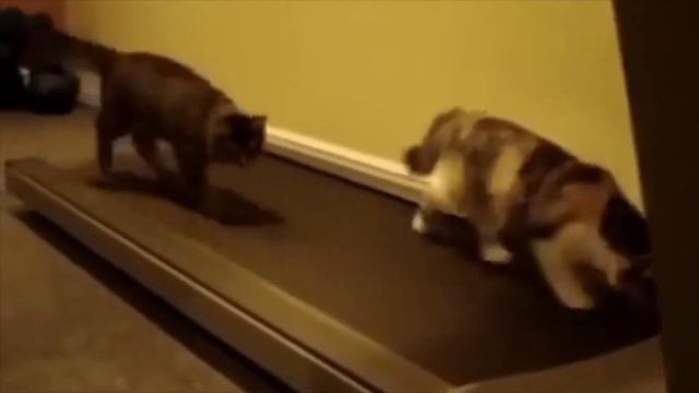 CATS ON TREADMILLS COMPILATION смотреть онлайн