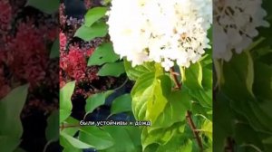Новинки метельчатых гортензий.Сорт Indian summer ( Red velvet)