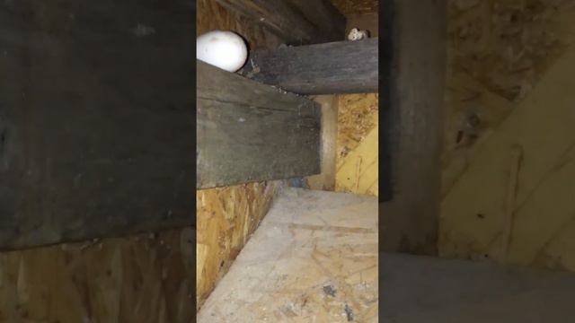 Дача#куры акробаты#несушки#яйца на стене смотреть онлайн