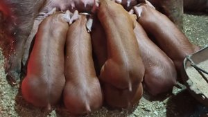 Гибриды Кантор часть 2!!! #кантор #пьетрен #дюрок