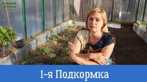Основные этапы выращивания ОГУРЦОВ от посева до урожая! Советы от ЗЕЛЕНОГО ОГОРОДА!