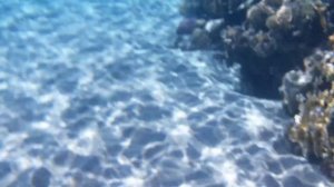 Подводный мир бухты Наама Бей, пляж отеля Novotel beach