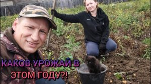 Выкапываем картофель.