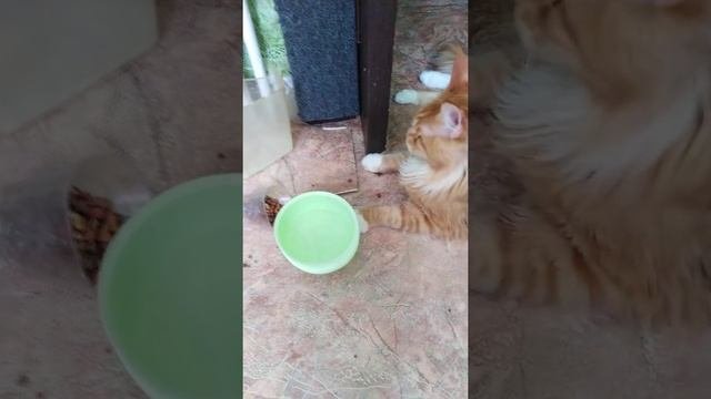Настоящий Мейкун!