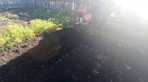 ?✅Похота в развал  на мотоблоке Кадви МБ-1Д✅?