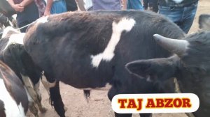 ЗАБОЙ БЫКА. САММЫХ БОЛЬШИХ БЫКОВ | БУККАХОИ КАЛОНТАРИН МОЛБОЗОРИ Н АШТ АППОН | ЭНГ КАТТА НАВАСЛАР 1