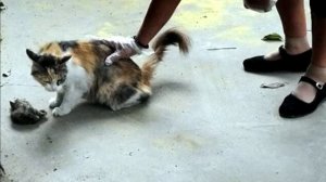 это шокировало интернет! Кошка пытается воскресить своих мертвых котят!