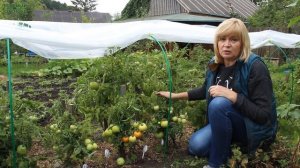 УЛЬТРАРАННИЙ МАЛЫШ! ОБЗОР СОРТОВ ТОМАТОВ! Советы от ЗЕЛЕНОГО ОГОРОДА!