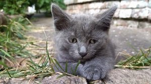 ЗОЛОТАЯ ПОЭЗИЯ ****** ТОЛЬКО ТЫ... И Я... ******, автор Сафронов И.В.