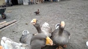 тульские гуси сокового виктора  VID 20171124 160054