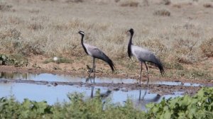 Журавль-красавка (Anthropoides virgo)