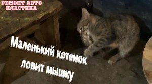 Маленький котенок ловит мышку