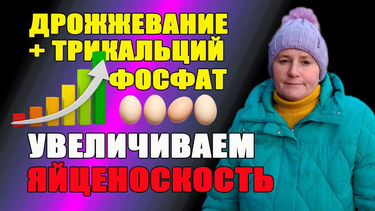 Дрожжевание и трикальций фосфат - увеличиваем яйценоскость кур.