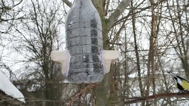 Тест кормушки 2 | Столовая для птиц | Синица | Дятел | Лазоревка | Накормим птиц зимой смотреть онлайн