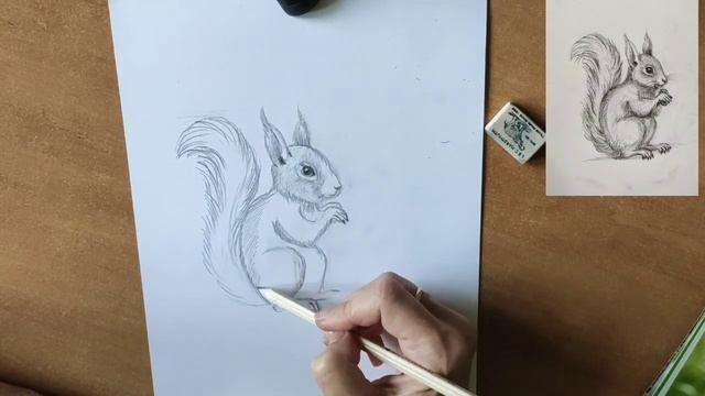 Как нарисовать белку карандашом. Мастер-класс // Short pencil drawing tutorial: squirrel