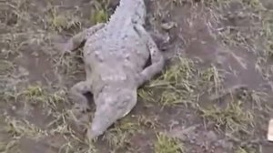 Острорылый, или американский крокодил