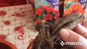 Низкорослые георгины- посадка ?