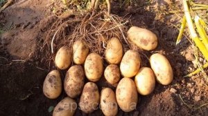 Картофель Королева Анна Характеристика Сорта