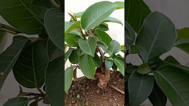 Ficus altissima | council tree |  Bonsai | shorts