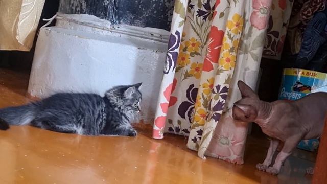 котовасия) смотреть онлайн