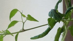 🍅Почему не цветут и не плодоносят томаты⁉ Читайте мои книги! Ссылка в комментариях. #томаты