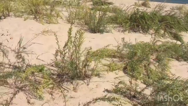 «Волшебный лес (продолжение предыдущего фильма)» / sylvanian families/calico critters/ сильвашки смотреть онлайн