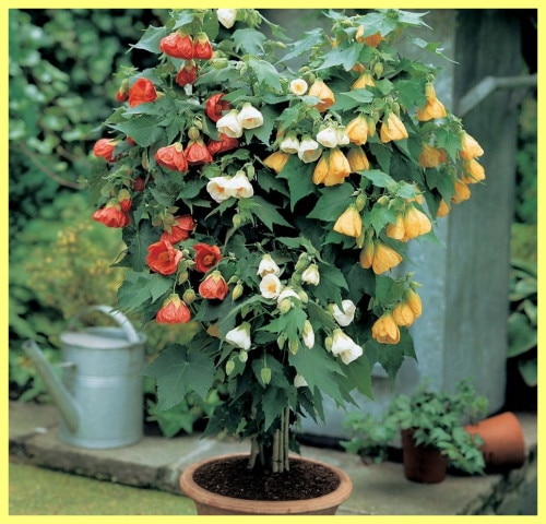 Абутилона гибридный - руководство по выращиванию смотреть онлайн