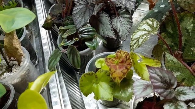 Джунгли в квартире. И снова об освещении. Обзор стеллажа с детками)) смотреть онлайн