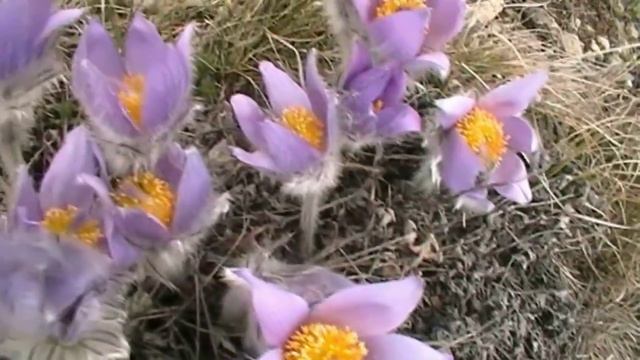 Прострел Крымский (сон- трава) лат. Pulsatilla taurika. сн.050411г. смотреть онлайн